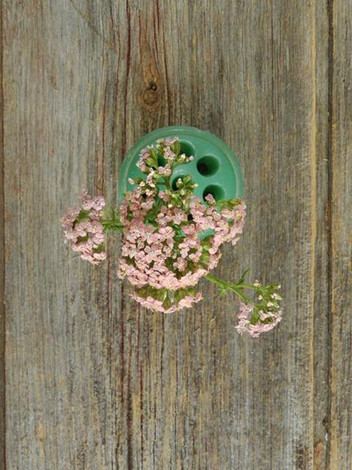COTTAGE PINK YARROW